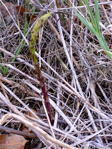 Asparagus acutifolius sprout, Dehesa Boyal de Puertollano, Spain photo