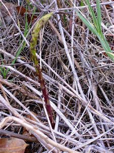 Asparagus acutifolius sprout, Dehesa Boyal de Puertollano, Spain
