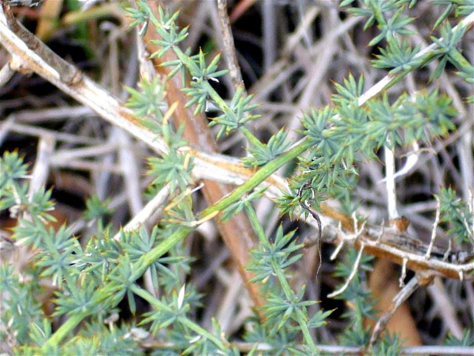 Asparagus acutifolius stem and leaves, Dehesa Boyal de Puertollano, Spain