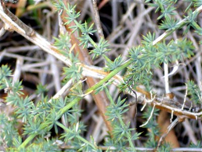 Asparagus acutifolius stem and leaves, Dehesa Boyal de Puertollano, Spain photo