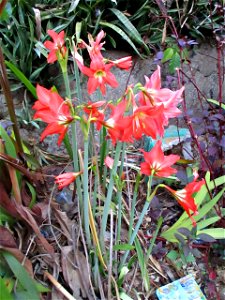 Barbados lily (Hippeastrum puniceum) in bloom near Ereke, northeastern Buton Island, Southeast Sulawesi, Indonesia