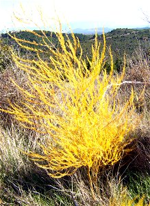 Asparagus plant in autum, Castelltallat, Catalonia