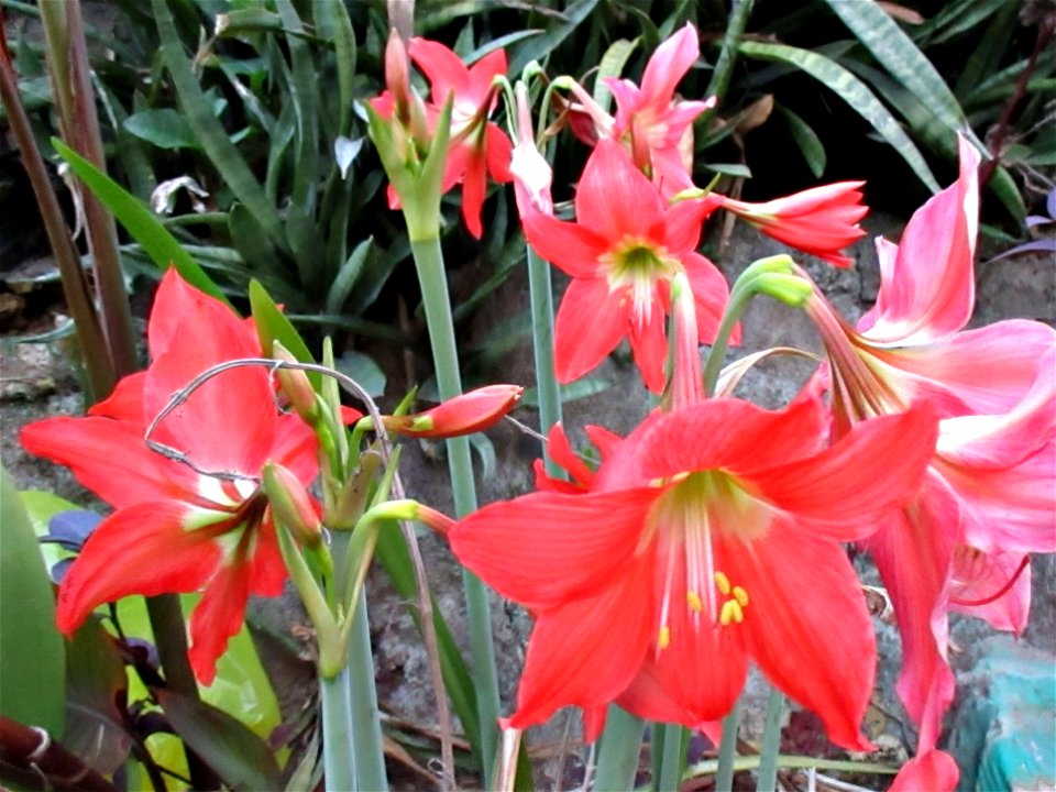 Barbados lily (Hippeastrum puniceum) in bloom near Ereke, northeastern Buton Island, Southeast Sulawesi, Indonesia