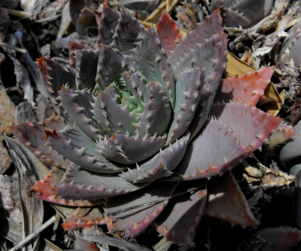 Aloe brevifolia at Quail Botanical Gardens in Encinitas, California, USA.