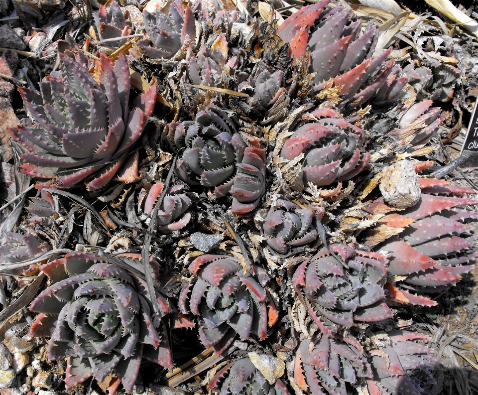 Aloe brevifolia at Quail Botanical Gardens in Encinitas, California, USA.