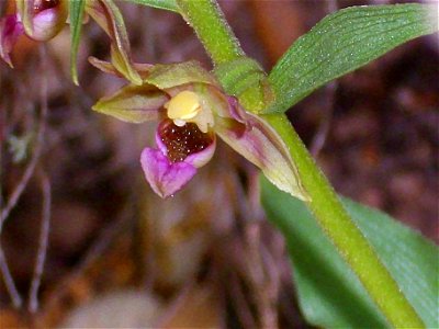 Epipactis tremolsii flower, in Robledillo Sierra Madrona, Spain