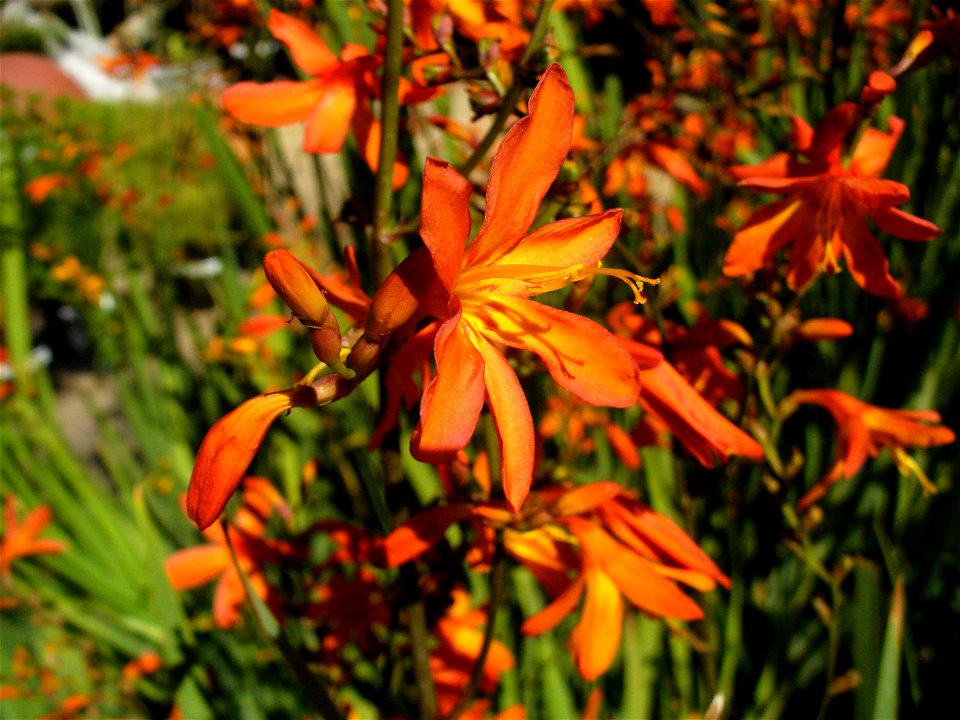 Crocosmia aurea flower