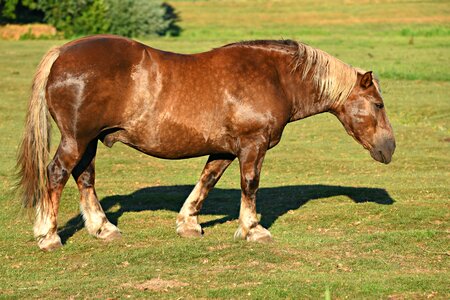 Equine roan mane
