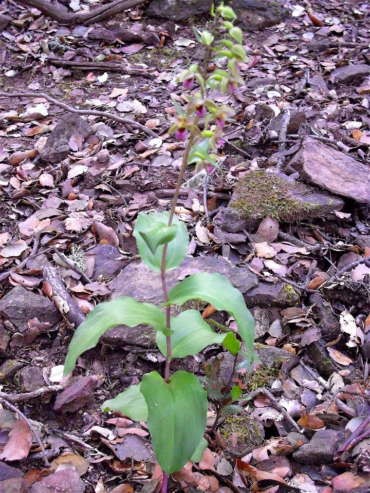 Epipactis tremolsii habit, Sierra Madrona, Spain