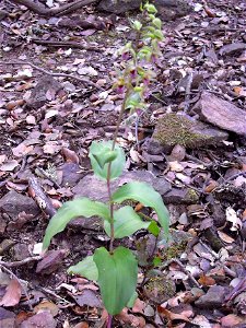Epipactis tremolsii habit, Sierra Madrona, Spain