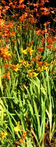 Crocosmia aurea photo