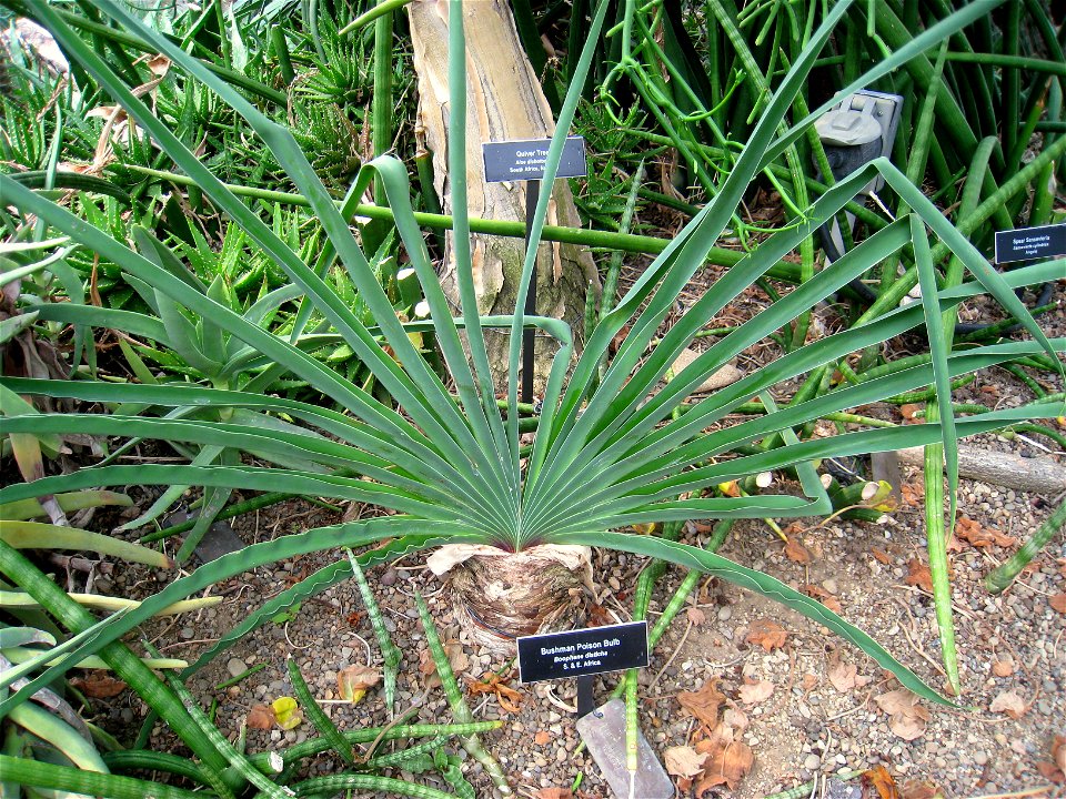 Boophane disticha in Phipps Conservatory & Botanical Gardens, Pittsburgh, Pennsylvania, USA.