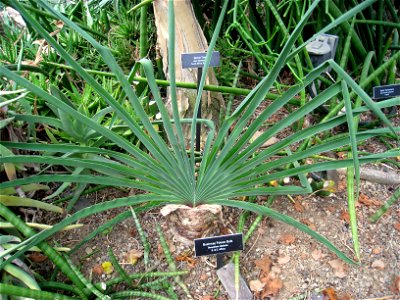 Boophane disticha in Phipps Conservatory & Botanical Gardens, Pittsburgh, Pennsylvania, USA.