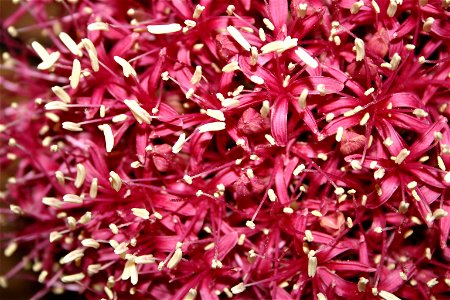 Flowerhead of Boophone disticha Herb., Johannesburg, South Africa photo