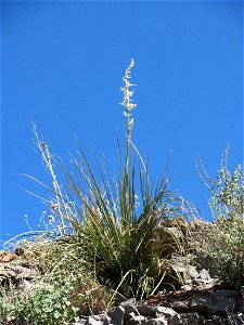 Nolina microcarpa mit Blütenresten in Arizona