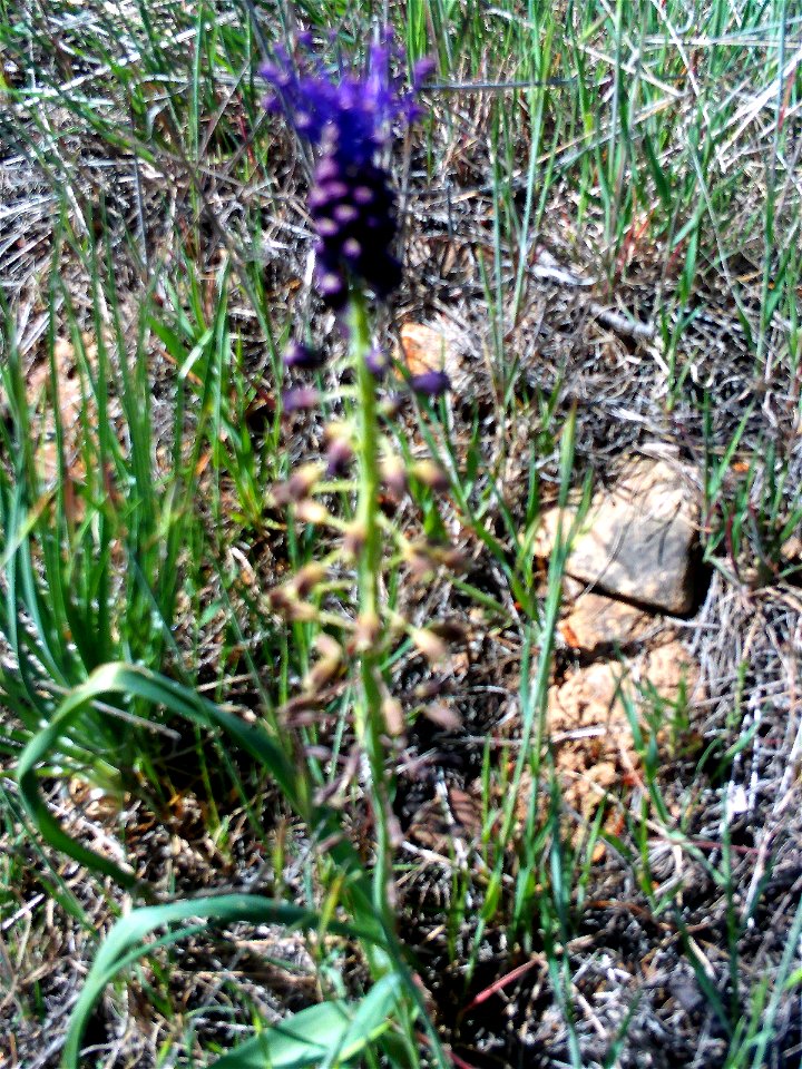 {{Muscari comosum Habitus, Dehesa Boyal de Puertollano, Spain}} photo