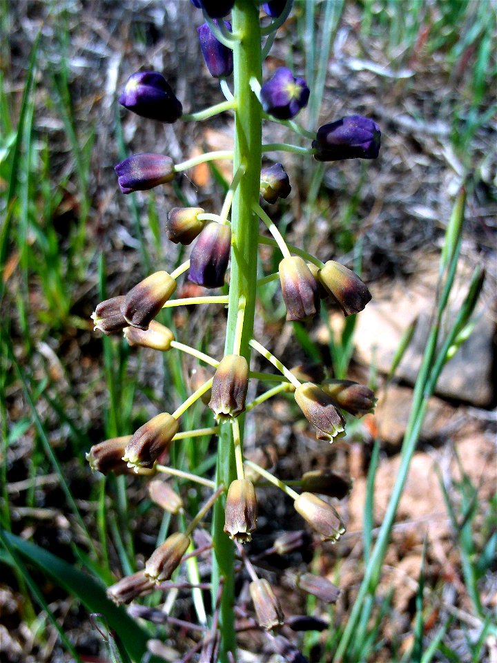 {{Muscari comosum Stem close up, Dehesa Boyal de Puertollano, Spain}}