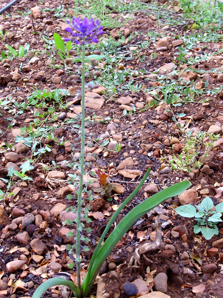 Muscari comosum habit, Dehesa Boyal de Puertollano, Spain photo