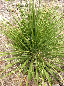 Dasylirion leiophyllum in Texas
