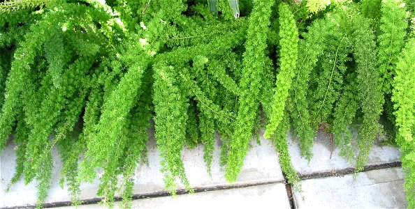 Asparagus densiflorus (Asparagus Fern)
Roger Williams Park Botanical Center - Providence RI.