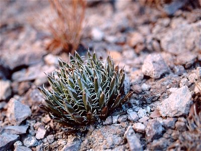 Eine Agave parviflora  in Arizona, Vereinigte Staaten