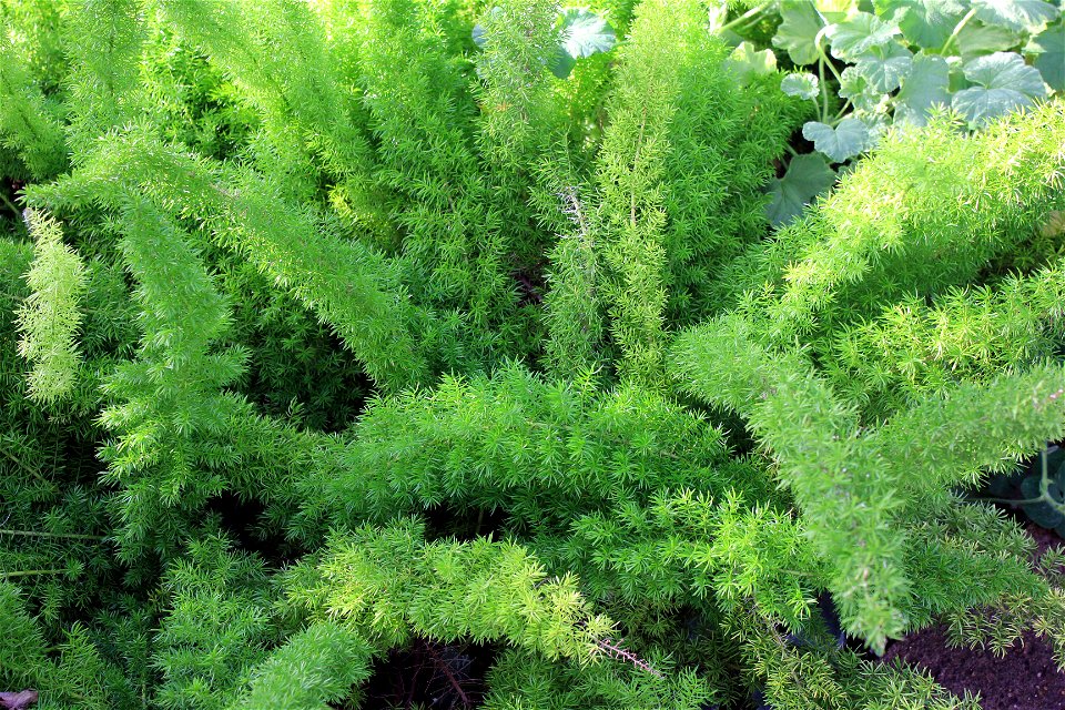  ; Flowers, trees, and other plant stuff
A large Asparagus Fern(Asparagus densiflorus)