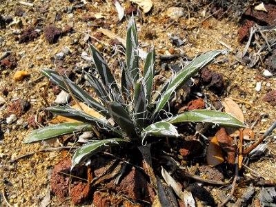 Agave parviflora at San Diego Botanic Garden in Encinitas, California, USA. Identified by sign.