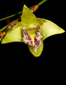 Dendrobium junceum