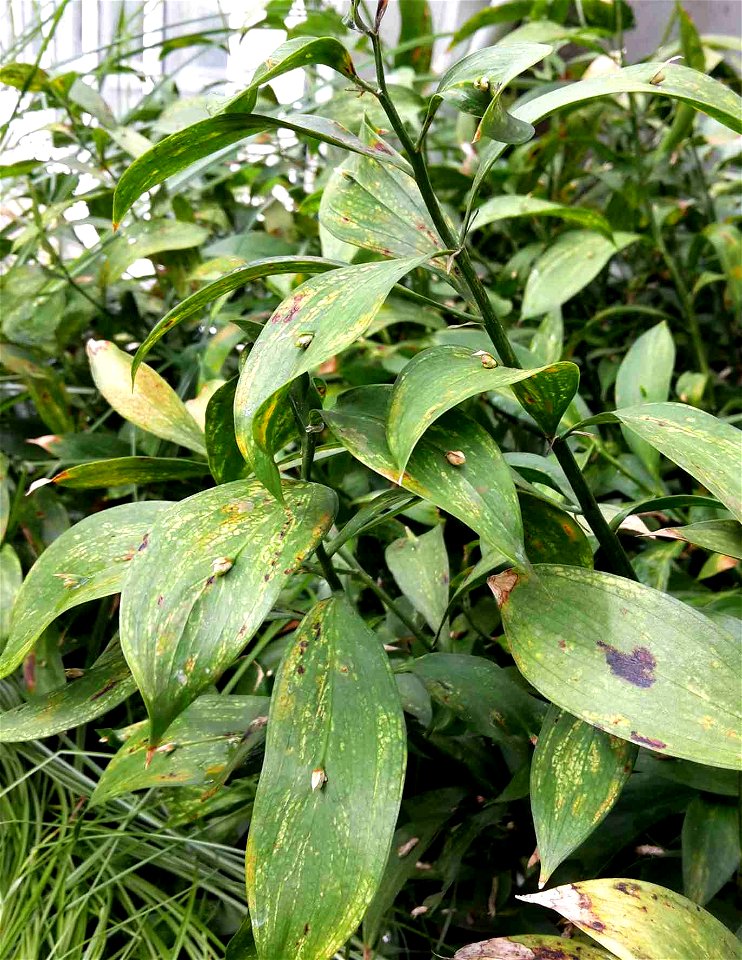 Ruscus hypoglossum shrubs.