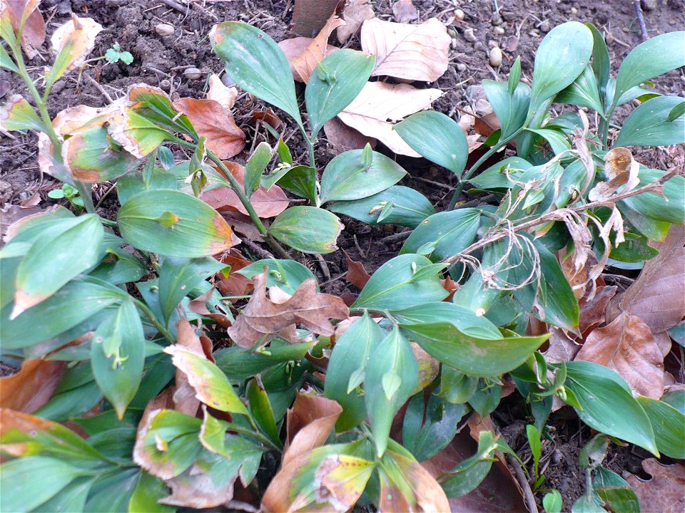 Ruscus hypoglossum in the Chernel arboretum, Kőszeg, Hungary