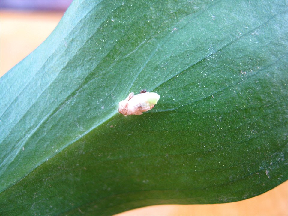 Flower bud emerging on the cladode of Ruscus hypoglossum