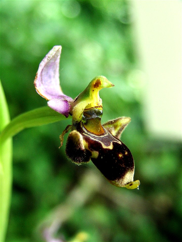 Ophrys scolopax, Dordogne, France