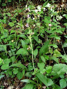 Ophrys scolopax, Dordogne, France.