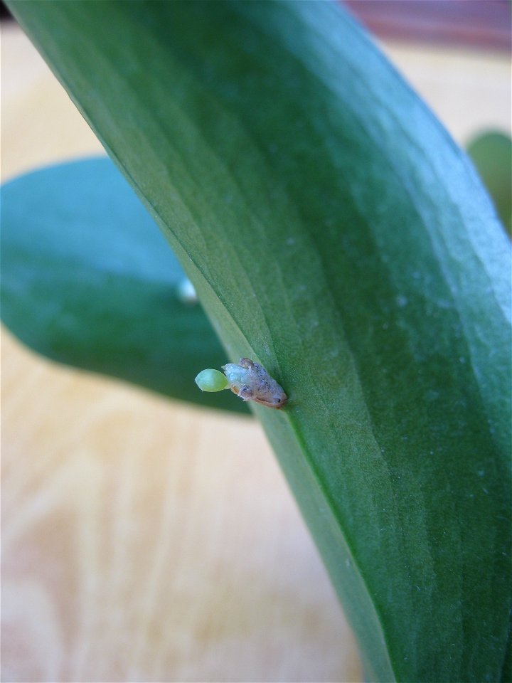 An emerging flower bud on the cladode of Ruscus hypoglossum.