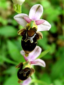 Ophrys scolopax, Dordogne, France