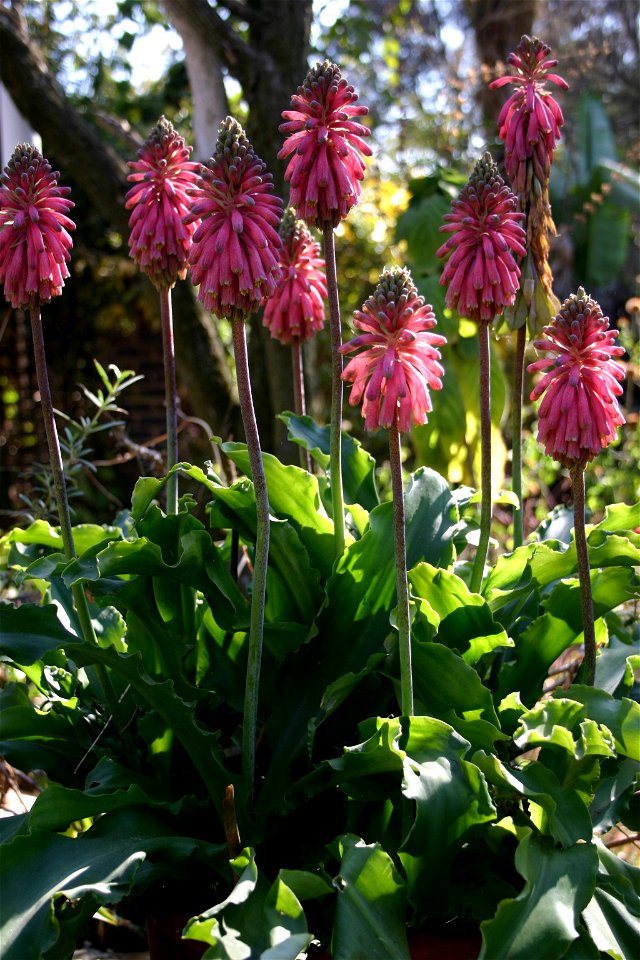 Veltheimia bracteata Harv. ex Bak., cultivated in Johannesburg, South Africa