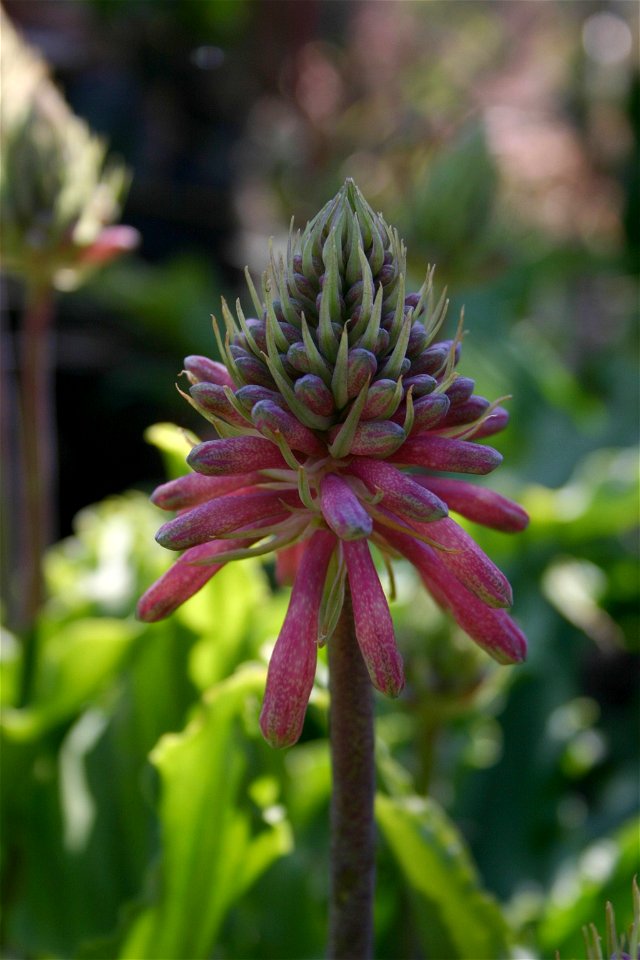 Veltheimia bracteata Harv. ex Bak., cultivated in Johannesburg, South Africa