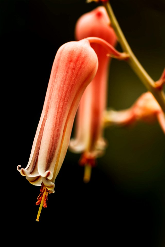 flower of Aloe jucunda