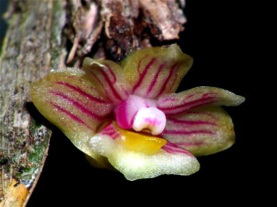 Aporum distichum by Ronny Boos
