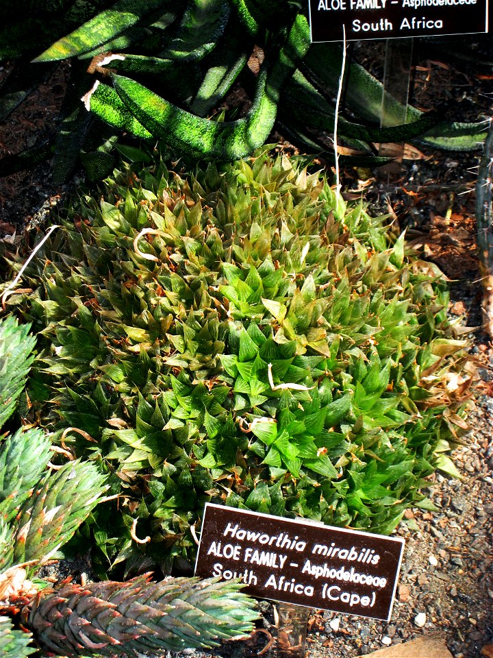 Haworthia mirabilis, in the United States Botanic Garden, Washington, DC, USA.