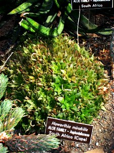 Haworthia mirabilis, in the United States Botanic Garden, Washington, DC, USA.
