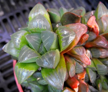 Haworthia mirabilis var mundula at the San Diego Home & Garden Show, California, USA. Misidentified by exhibitor's sign.