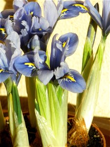 Iris Alida photo