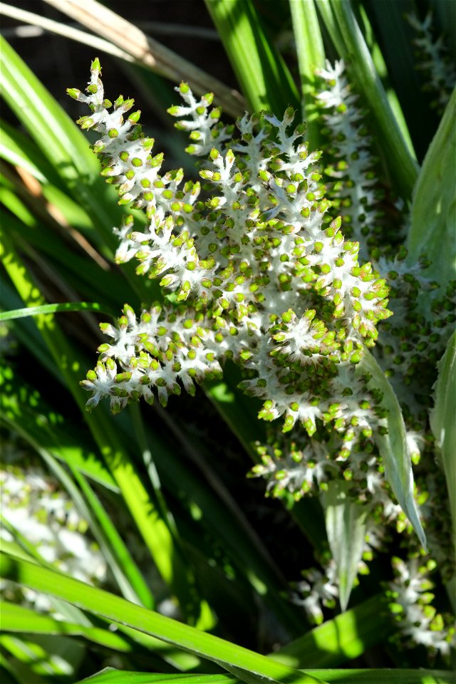Astelia banksii (mature female plant) with unripe berries; each spike is 8–12 cm (3.1–4.7 in) long, with the whole inflorescence about 30 cm (12 in) tall