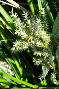 Astelia banksii (mature female plant) with unripe berries; each spike is 8–12 cm (3.1–4.7 in) long, with the whole inflorescence about 30 cm (12 in) tall