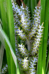Astelia banksii inflorescence of female plant developing berries (green, unripe); each spike is 8–12 cm (3.1–4.7 in) long, with the whole inflorescence about 30 cm (12 in) tall