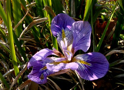 Iris unguicularis, photographie prise le 17-02-2008 au Jardin des Plantes à Paris. Cette variété naturelle pousse en Grèce, en Crête, en Asie Mineure et en Afrique du Nord.