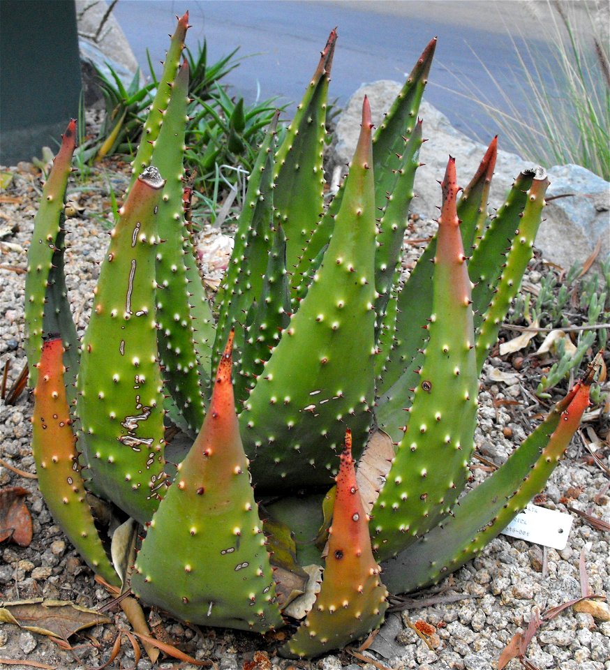 Aloe aculeata at the San Diego Zoo, California, USA. Identified by sign.