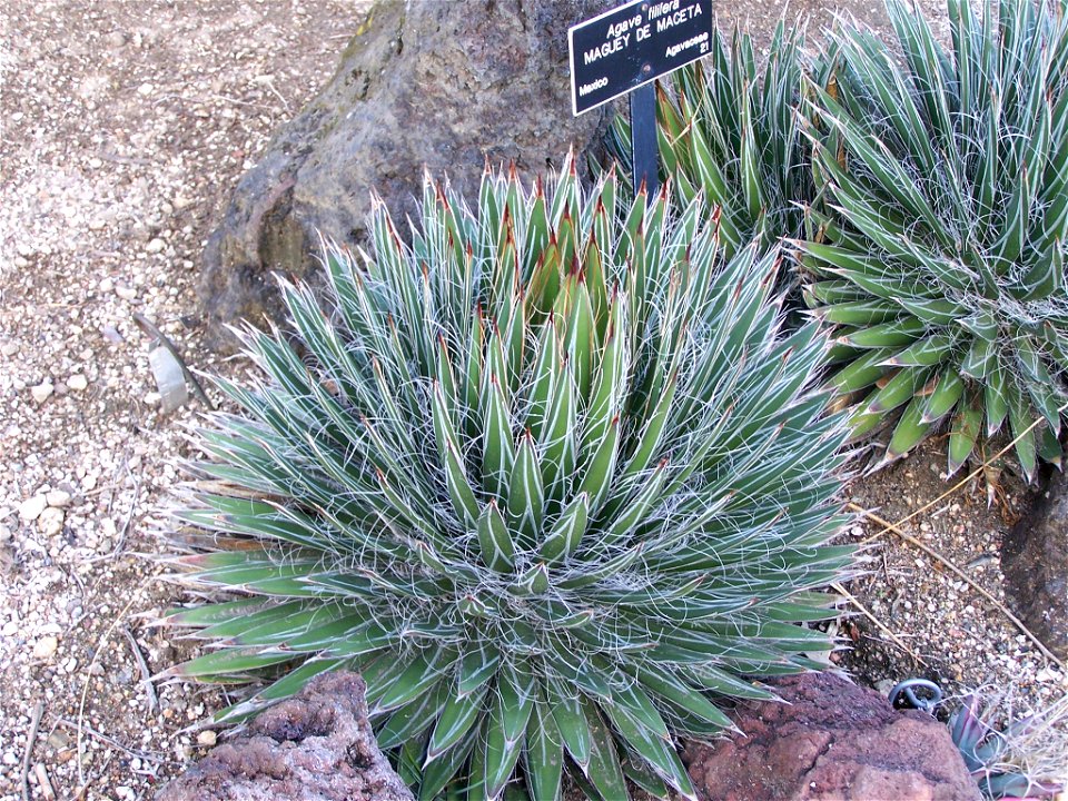 A specimen of agave filifera in the Huntington Botanical Desert Garden.