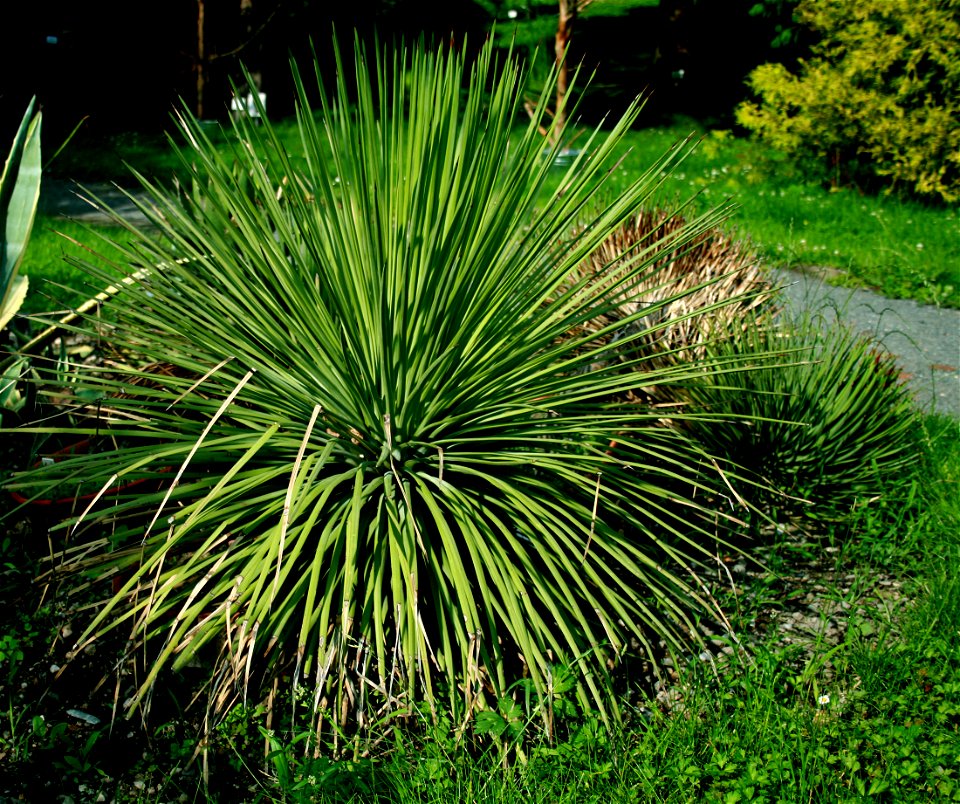 Agave stricta from Botanical Garden of Charles University in Prague, Czech Republic